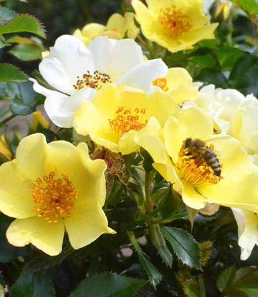 Rosa 'Bee Gold' ®
